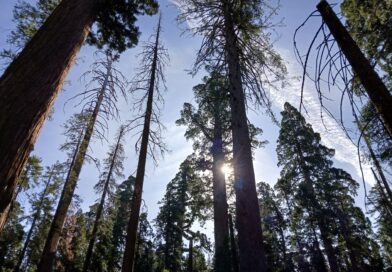 Second-to-none experience of visiting Calaveras Big Trees