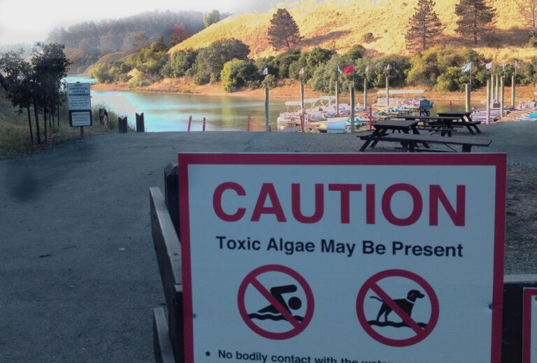Deadly algae bloom kills three dogs at Lake Chabot